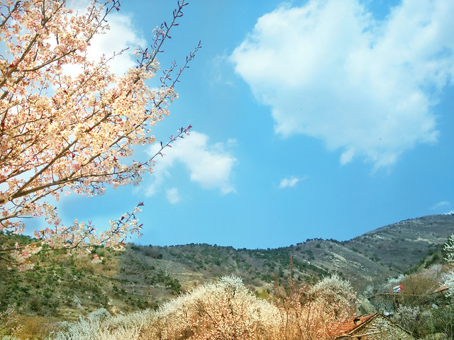 tree-nature-no-person-sky-landscape picture material