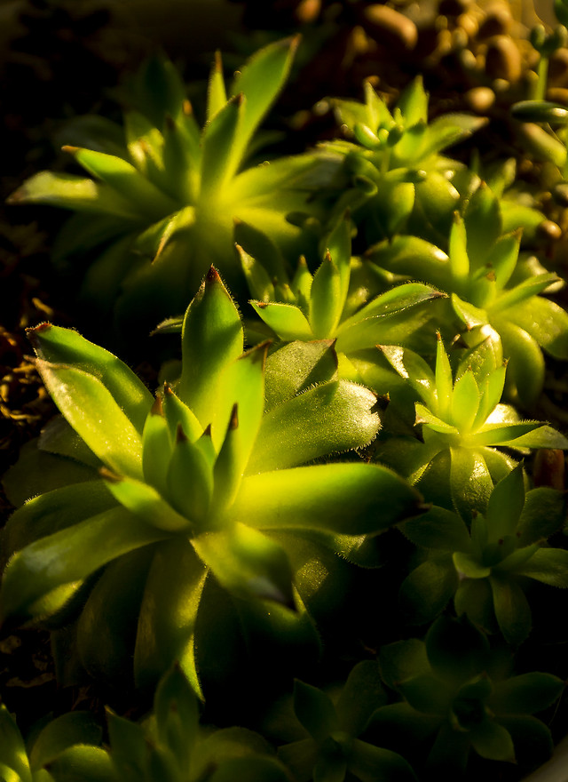 nature-flora-leaf-flower-garden 图片素材