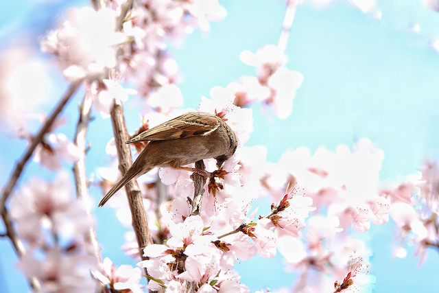 nature-flower-tree-cherry-bird 图片素材