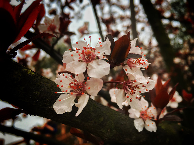 flower-no-person-tree-cherry-apple 图片素材