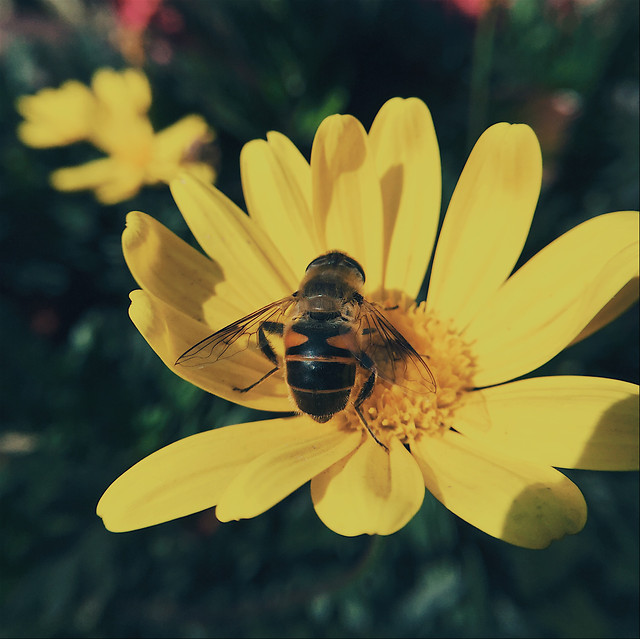 nature-flower-bee-insect-summer picture material
