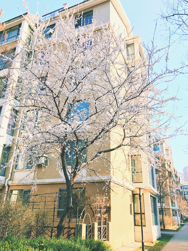 architecture-house-building-old-family 图片素材