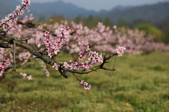 flower-tree-flora-branch-grass 图片素材