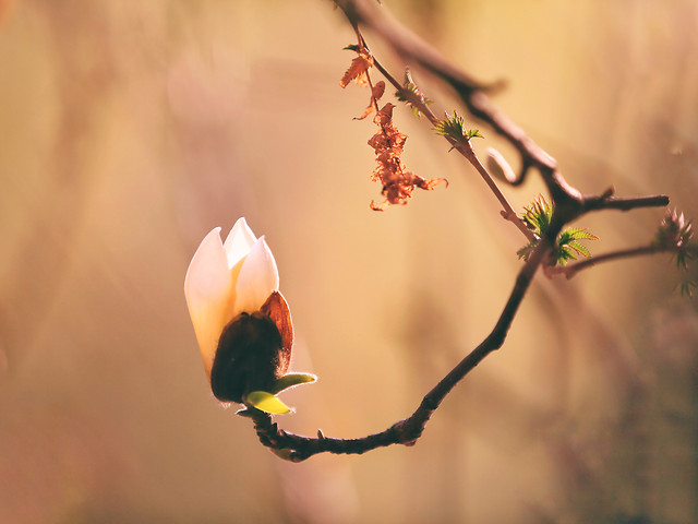 no-person-blur-flower-nature-bird 图片素材