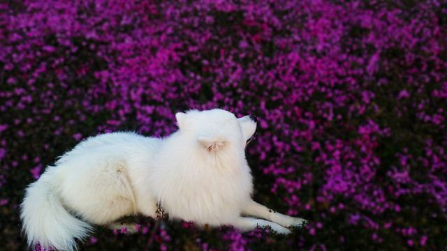 flower-no-person-pink-nature-mammal 图片素材