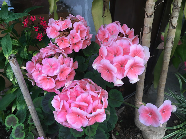 flower-flora-nature-plant-garden picture material