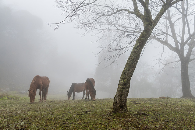 fog-mist-landscape-dawn-no-person 图片素材