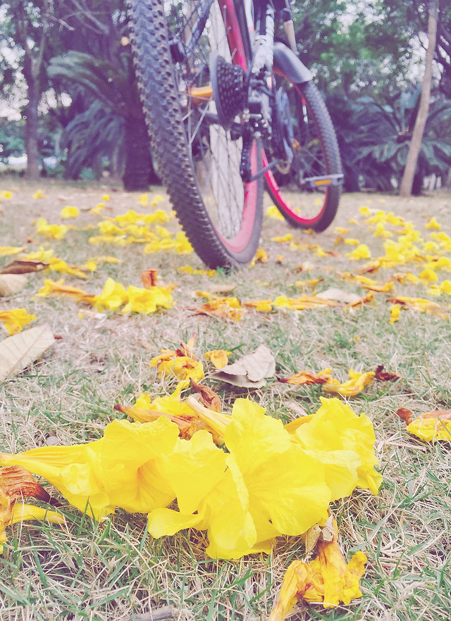 fall-leaf-no-person-nature-outdoors 图片素材