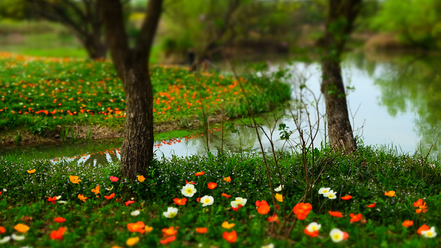 nature-grass-flower-tree-leaf 图片素材