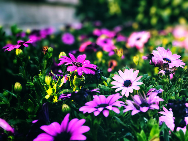flower-nature-garden-summer-flora 图片素材