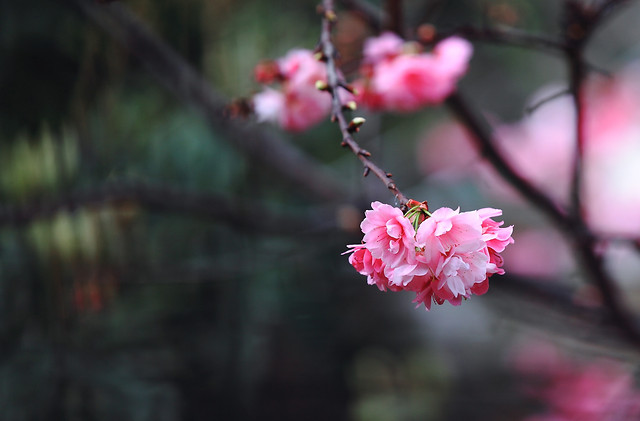 flower-tree-no-person-nature-branch 图片素材