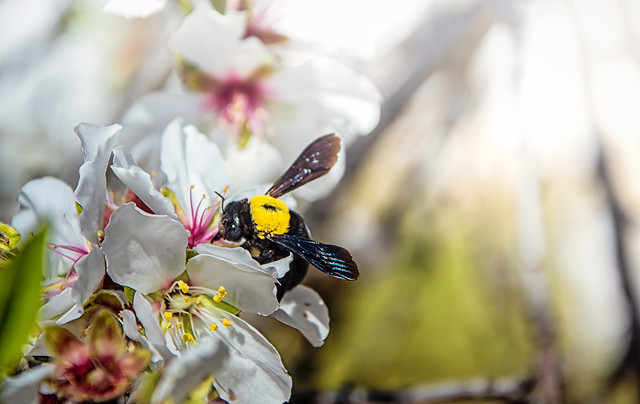 nature-flower-insect-no-person-outdoors 图片素材