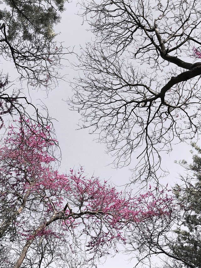 tree-branch-season-winter-cherry 图片素材