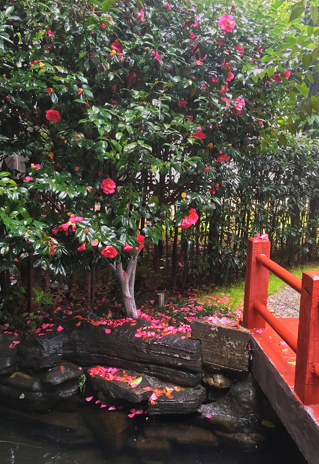 no-person-tree-flower-plant-garden 图片素材