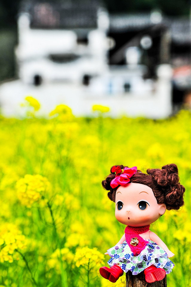 flower-summer-grass-yellow-nature 图片素材
