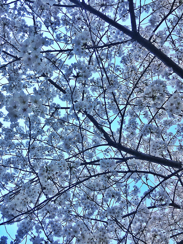 tree-branch-season-winter-cherry picture material