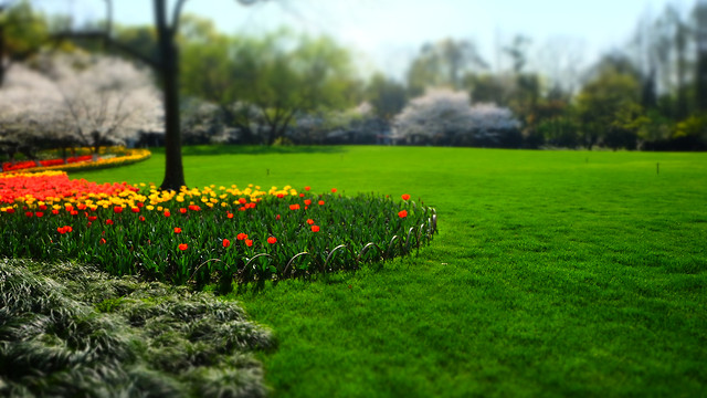 grass-field-landscape-flower-nature 图片素材