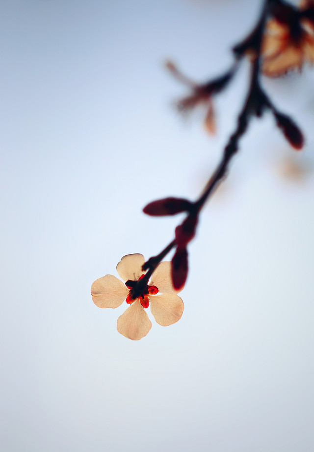 no-person-sky-nature-flower-bird 图片素材