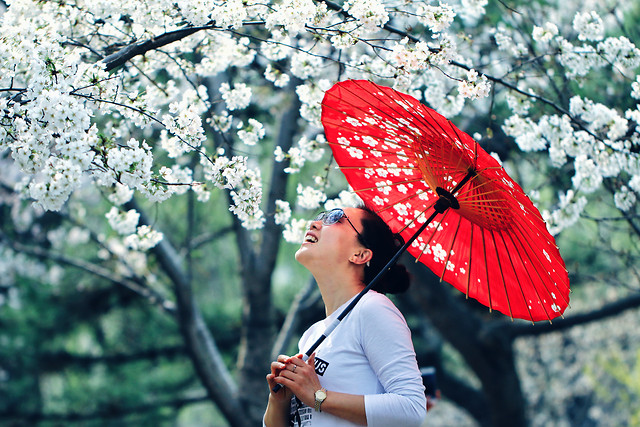nature-outdoors-tree-flower-beautiful 图片素材