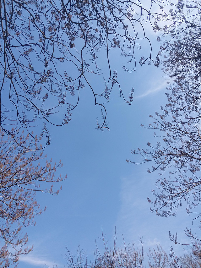 winter-tree-snow-branch-sky 图片素材