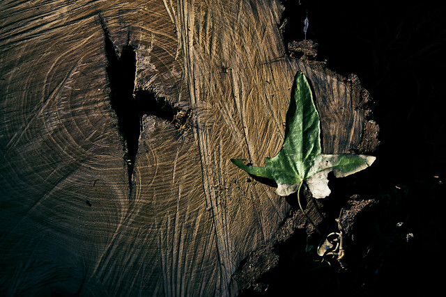 no-person-nature-green-dark-wood picture material