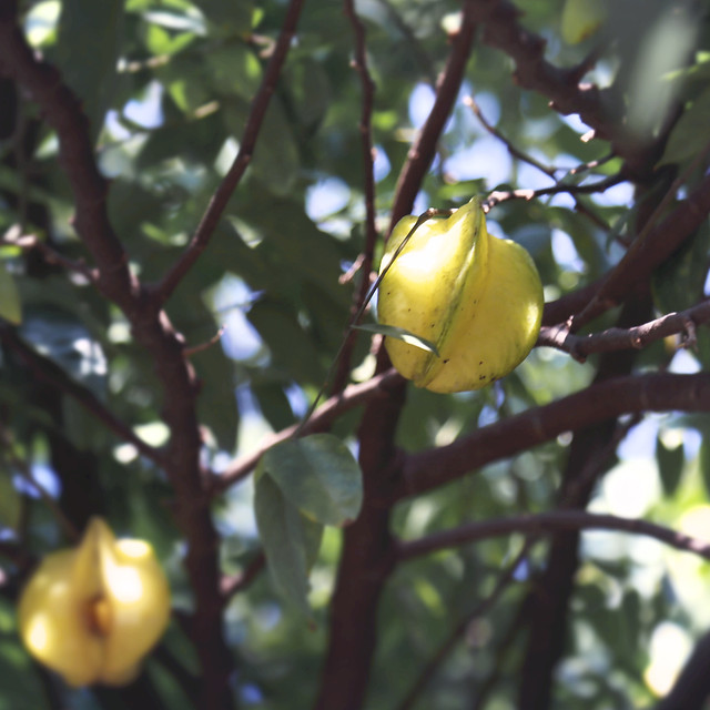 no-person-fruit-leaf-food-nature 图片素材