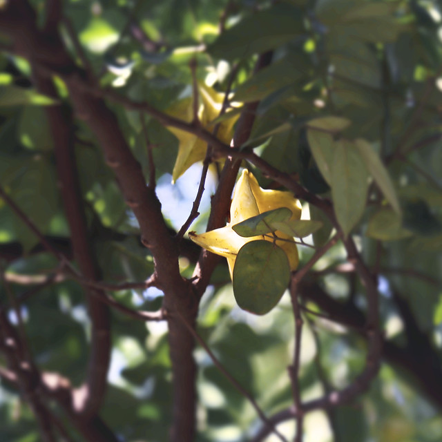 no-person-fruit-tree-leaf-food 图片素材