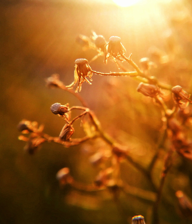 blur-fall-no-person-winter-sun 图片素材