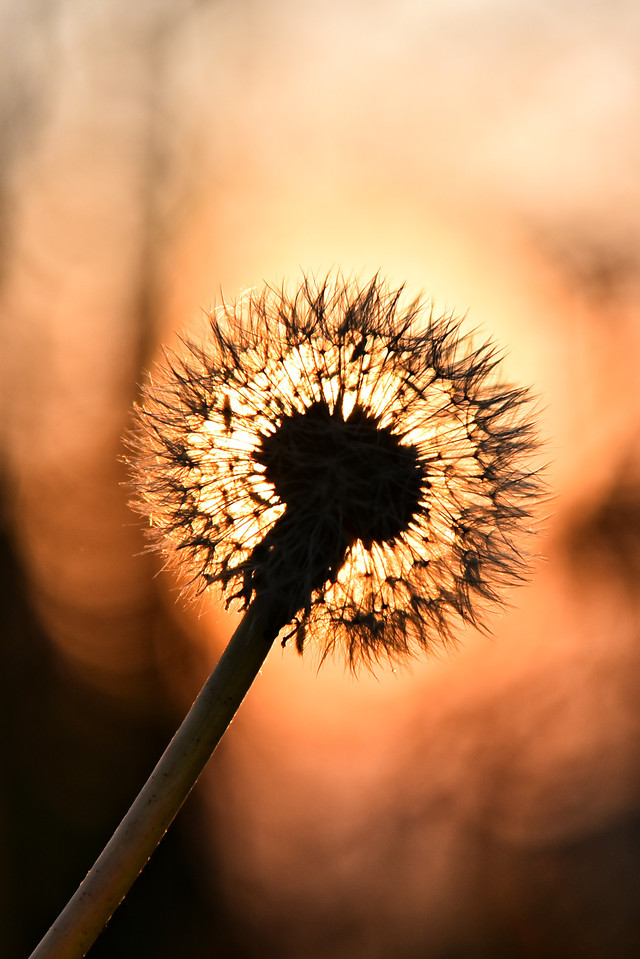 flower-flora-nature-no-person-growth 图片素材