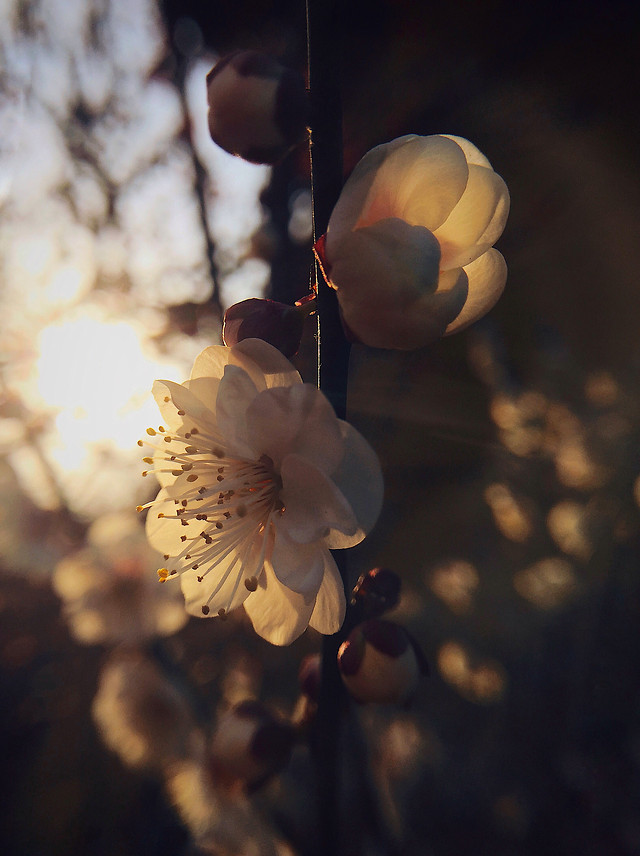 flower-no-person-nature-blossom-tree 图片素材