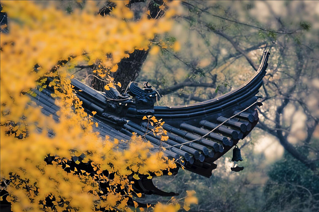 tree-fall-no-person-wood-nature picture material