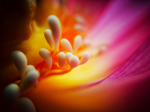 blur-color-flower-no-person-abstract 图片素材