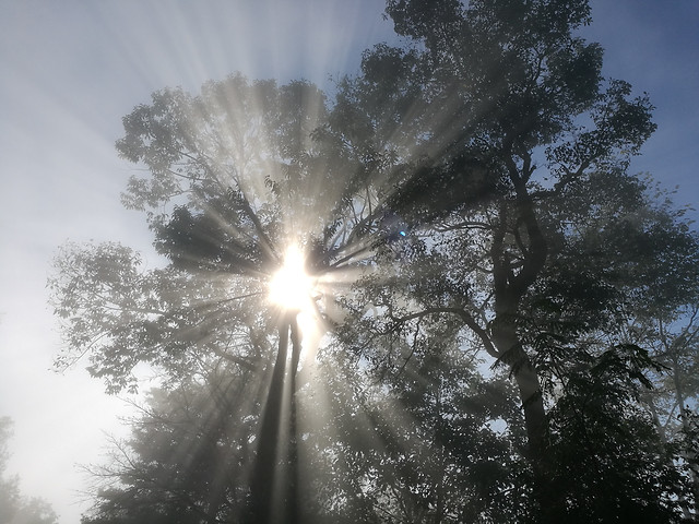 sun-tree-weather-sky-dawn 图片素材