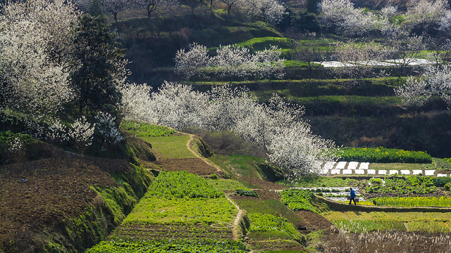landscape-nature-no-person-travel-agriculture 图片素材