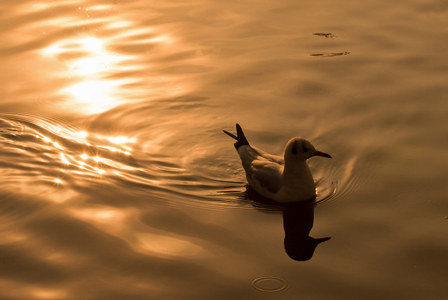 bird-beach-ocean-reflection-water picture material