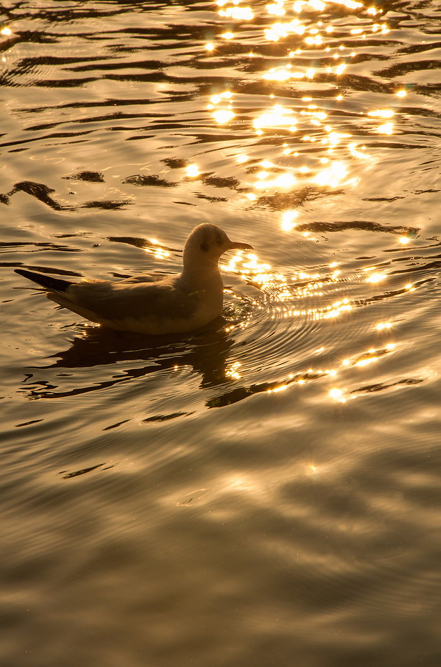 beach-water-ocean-reflection-no-person picture material