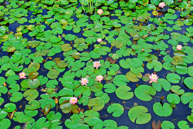 pool-leaf-lily-flower-lotus picture material