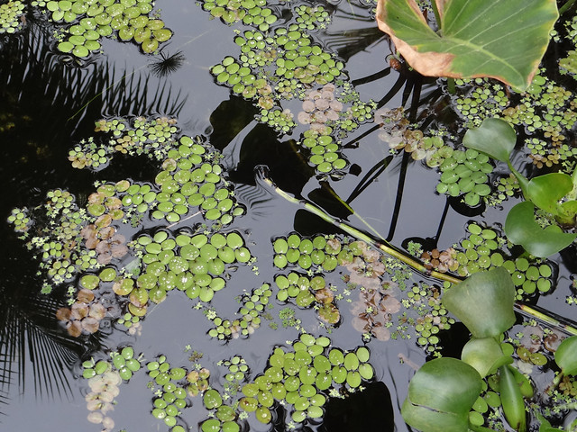 leaf-flora-flower-garden-nature 图片素材
