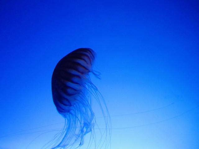 jellyfish-blue-sky-color-no-person 图片素材