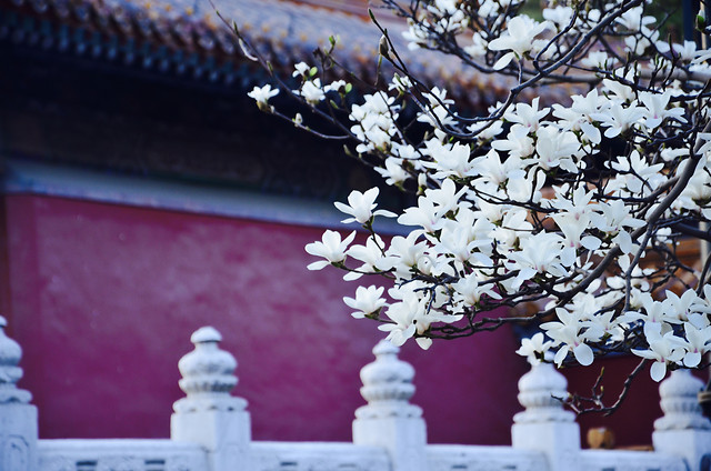 no-person-flower-landscape-wood-outdoors 图片素材