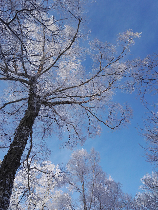 tree-winter-branch-snow-wood 图片素材