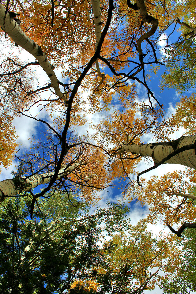 tree-wood-branch-leaf-fall picture material