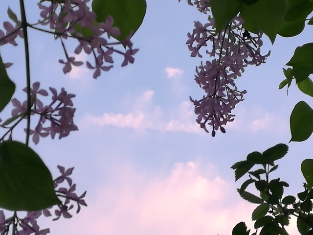 leaf-tree-flora-flower-nature picture material