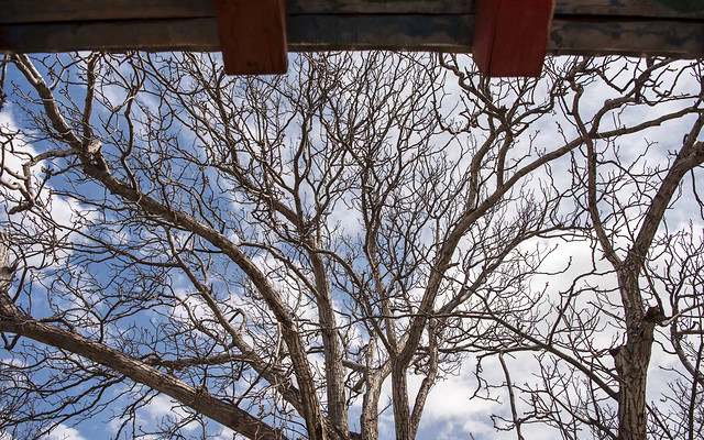 tree-wood-branch-winter-no-person 图片素材