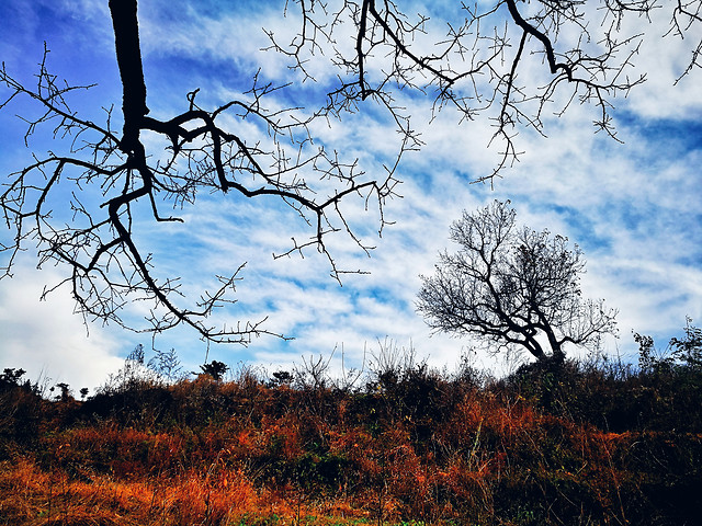 tree-landscape-sky-wood-no-person picture material