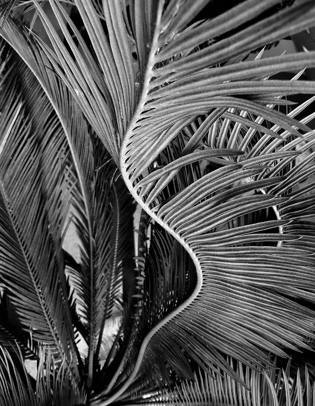 no-person-palm-nature-leaf-tropical picture material