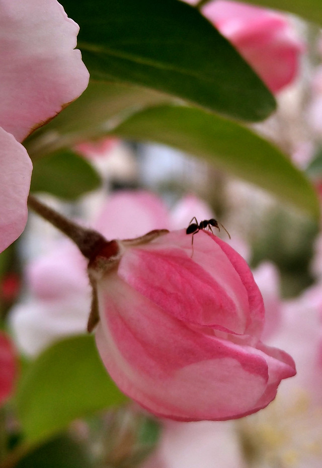 flower-nature-flora-garden-branch 图片素材