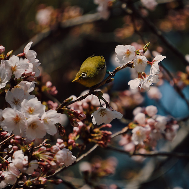 flower-no-person-tree-apple-bird 图片素材