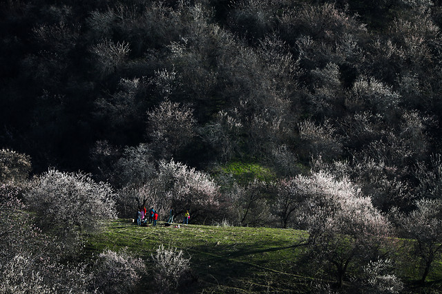 tree-no-person-landscape-nature-winter picture material