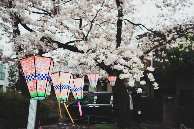 flower-tree-cherry-plant-branch 图片素材
